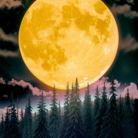 ttPANELJNP-CD4571 BLACK